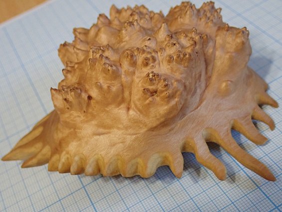 Кап березы капокорень пропитка льняным маслом