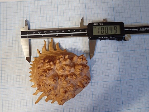 Кап березы капокорень пропитка льняным маслом