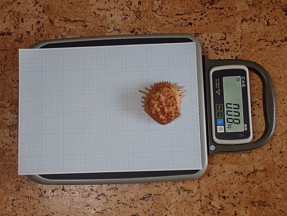 Кап березы капокорень пропитка льняным маслом