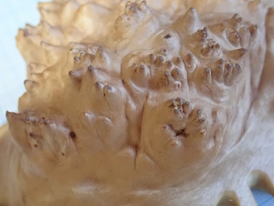 Кап березы капокорень пропитка льняным маслом