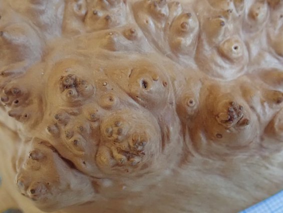 Кап березы капокорень пропитка льняным маслом