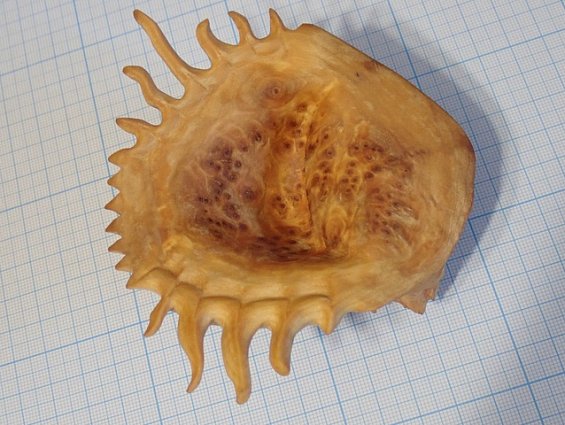 Кап березы капокорень пропитка льняным маслом