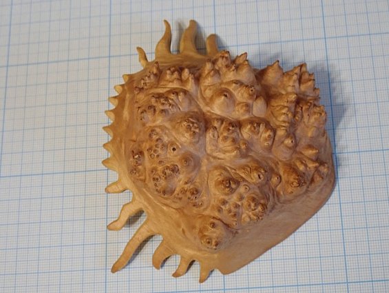 Кап березы капокорень пропитка льняным маслом