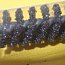Гибкий хон FLEX-HONE BRM BC10MM (.394") 60SC BRUSH RESEARCH MANUFACTURING CO.